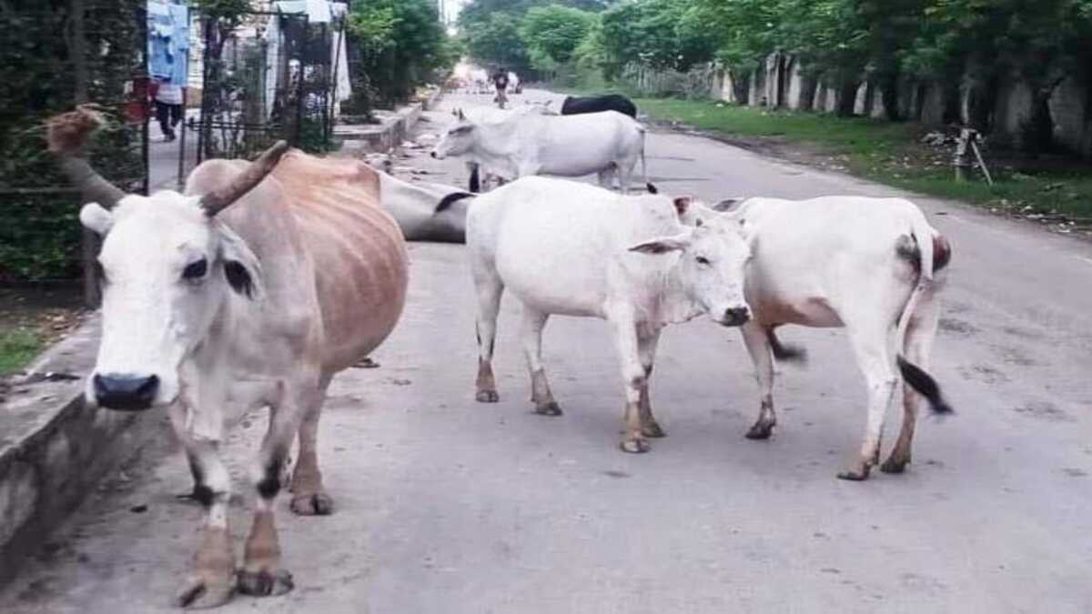 पशुबाड़ा के आड़ में पंचायतों में व्यापक फर्जीवाड़ा जिला पंचायत के पास नही है आंकड़े, सांसद एवं विधायको ने मवेशियों के विचरण पर जताई चिंता